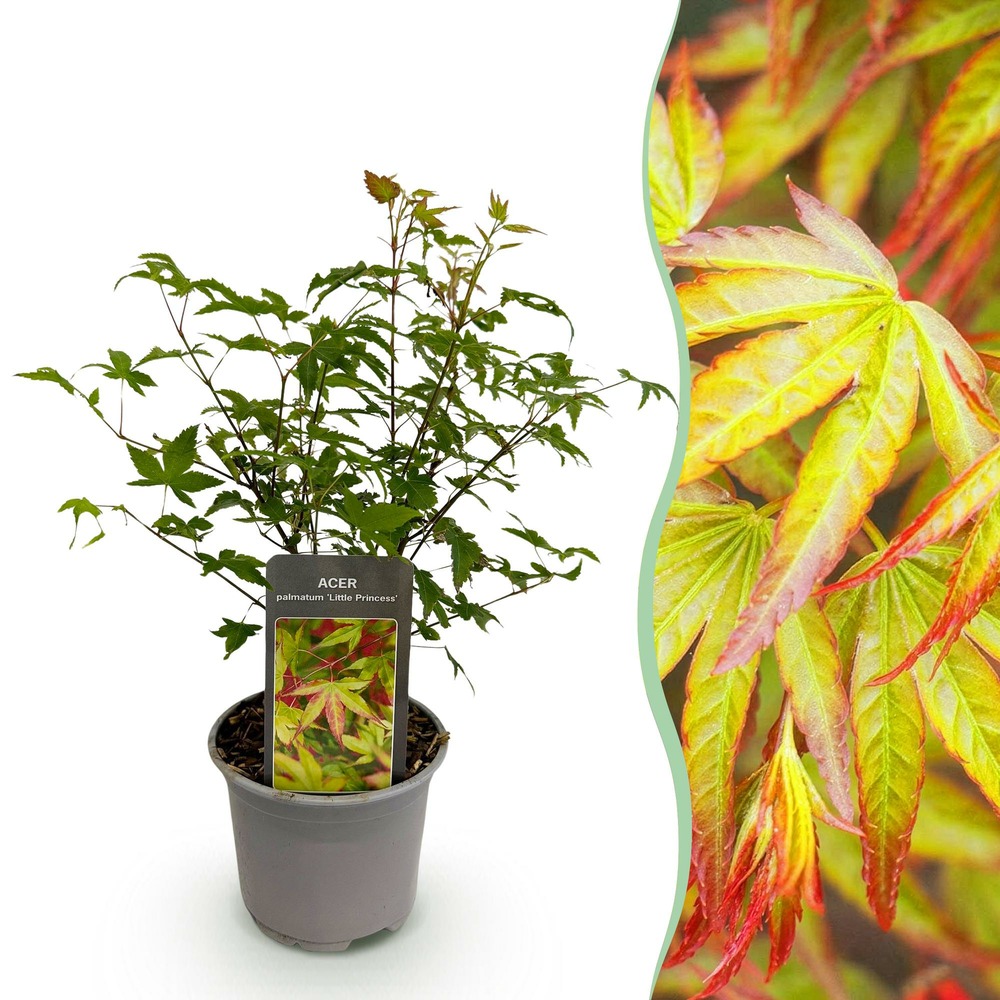 Acer palmatum little princess – pot 12 cm – hauteur 35 cm