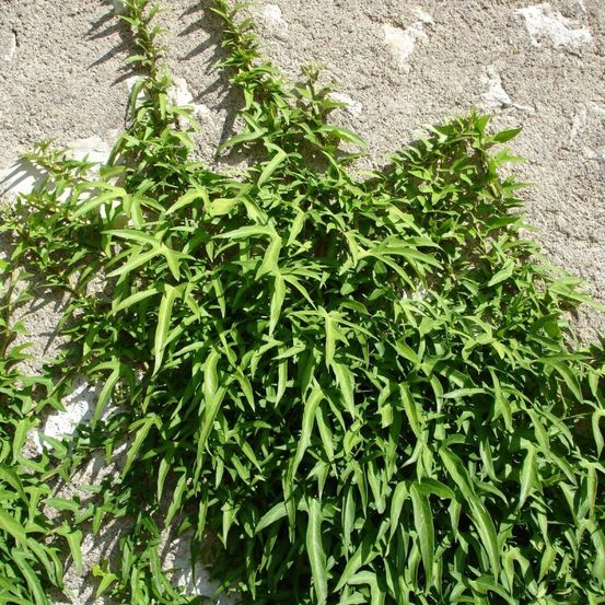 Lierre à patte d'oie sagittifolia pot de 1,5l - tuteur bambou 30/60 cm