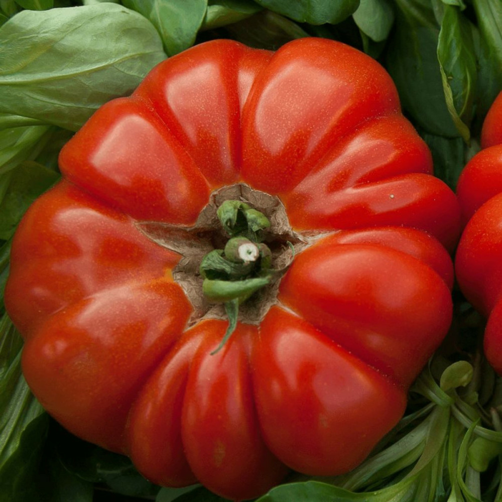 Plant de tomate adaour type marmande pot de 1l - greffée