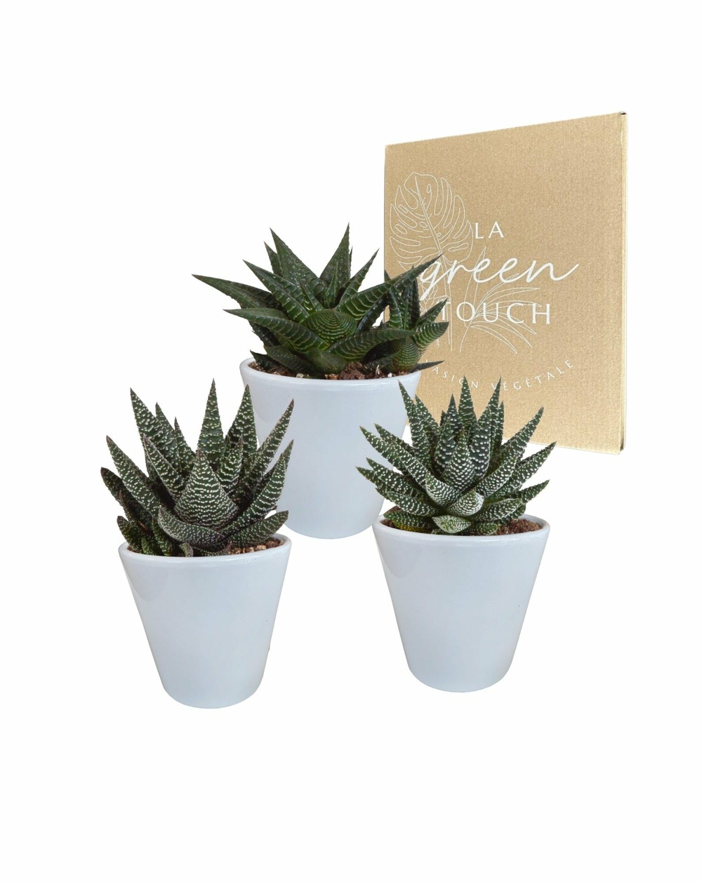 Trio de succulentes et leurs caches-pots blancs h18cm