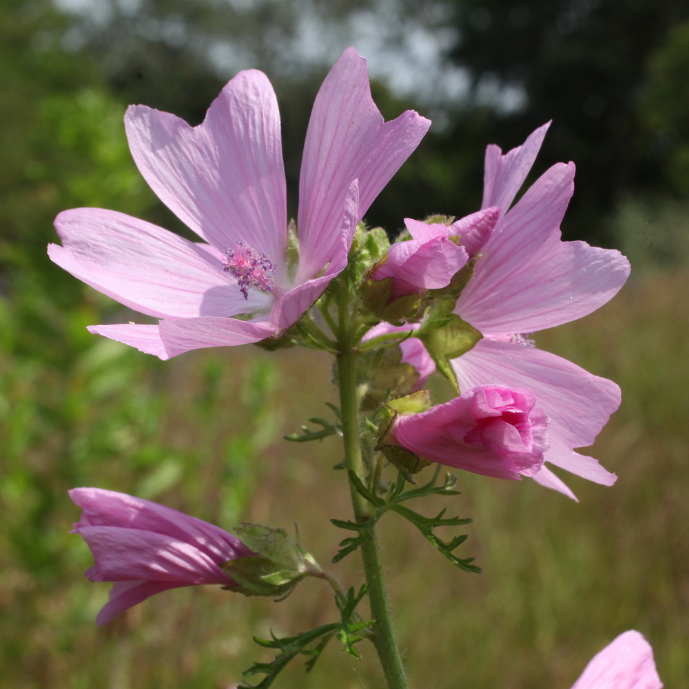 Mauve musquée 'rosea' godet de 8/9 cm