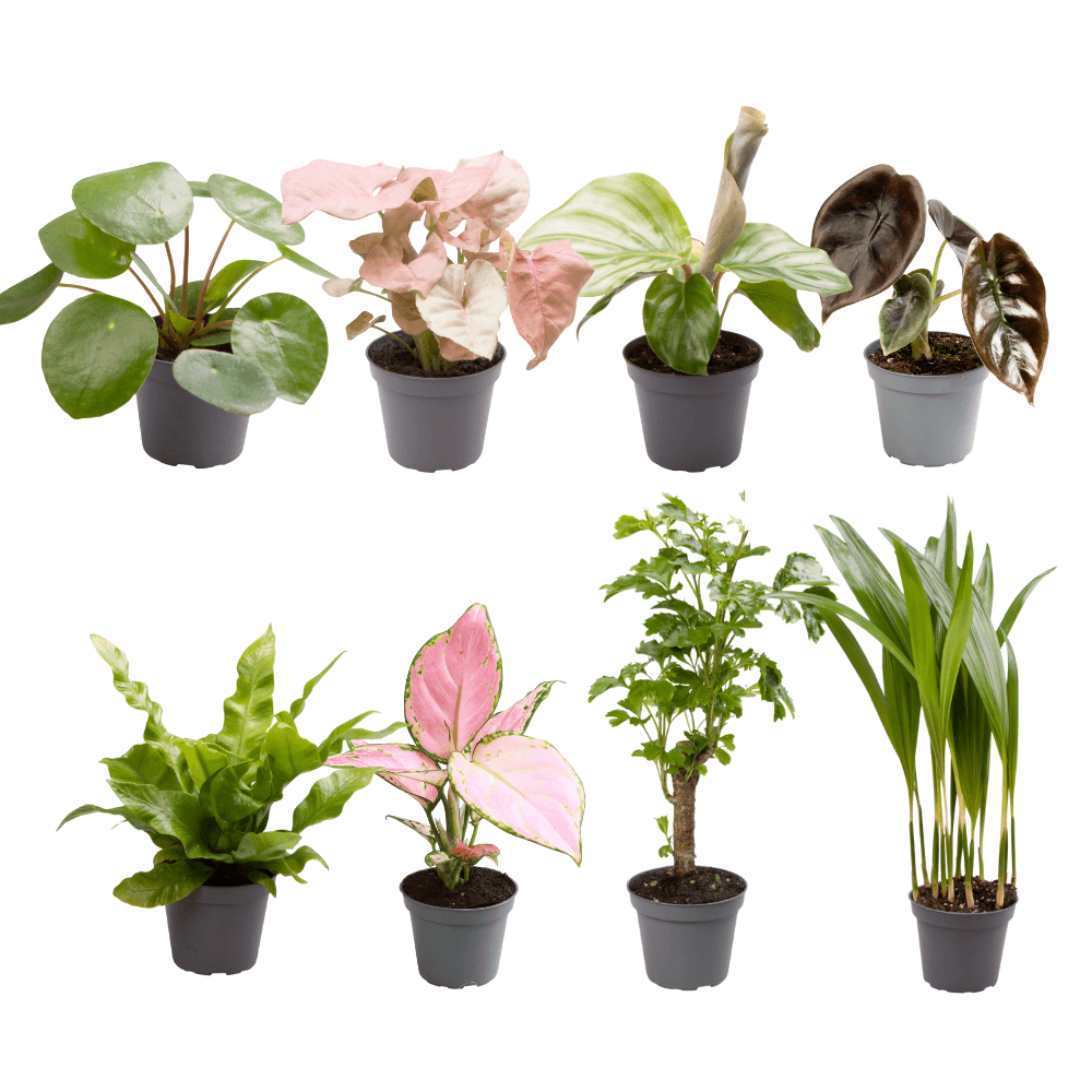 Boîte surprise de bébés plantes - ø6cm - ↕5cm - x8 - plantes d'intérieur