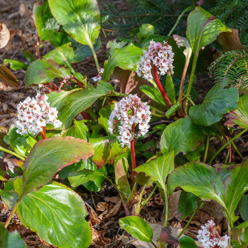 Bergénia silberlicht - le pot / ø 9cm