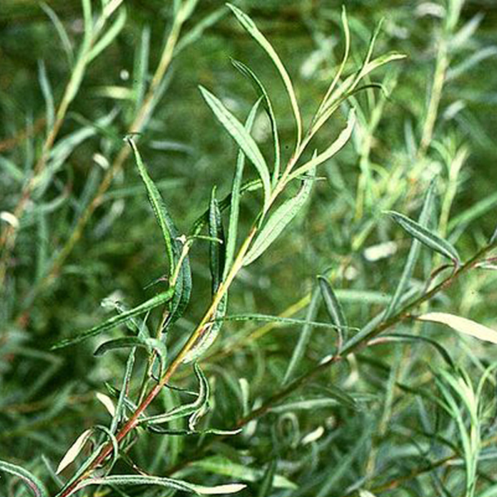 2 x saule à feuilles d'argousier - salix elaeagnos 'angustifolia'  - 30-40 cm pot