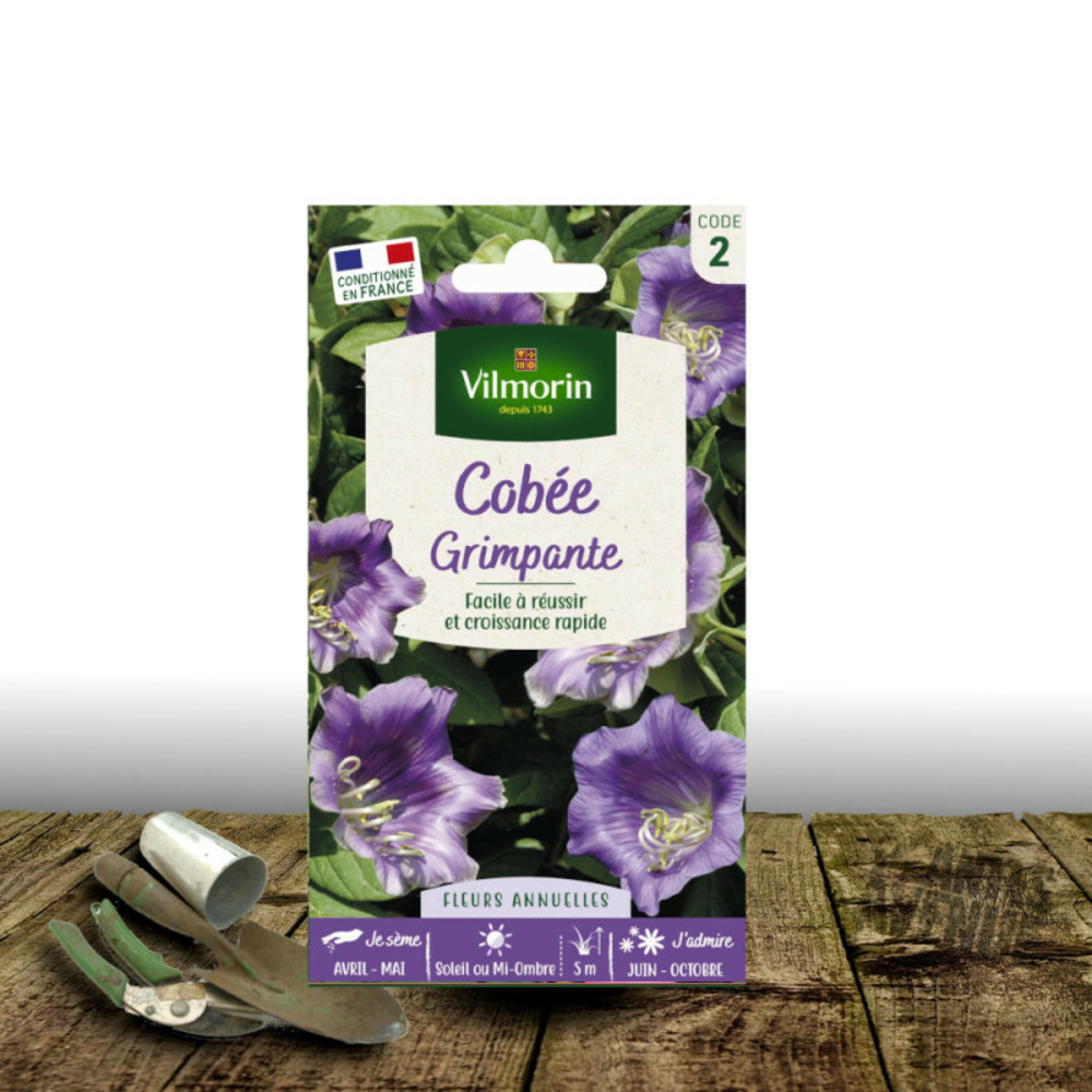 Graines de cobée grimpante bleue - vilmorin sachet