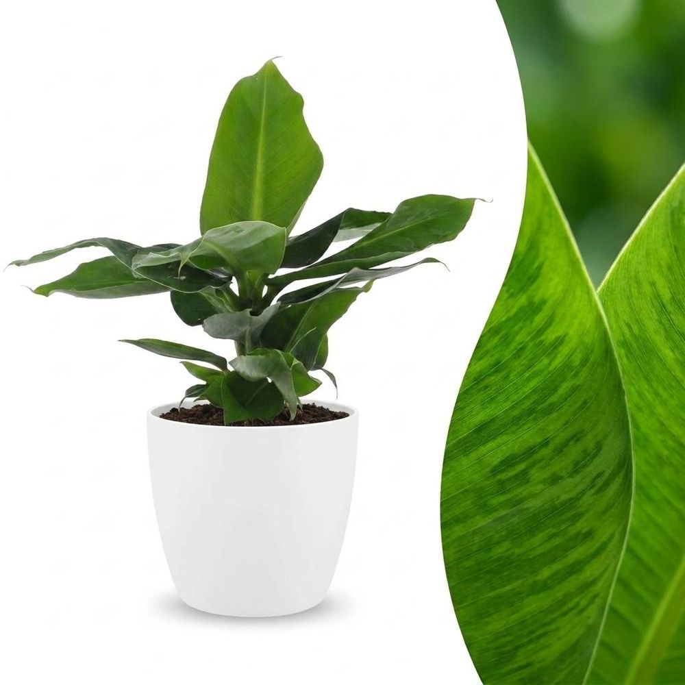Musa oriental dwarf - bananier nain oriental - pot de 12cm - plantes d'intérieur