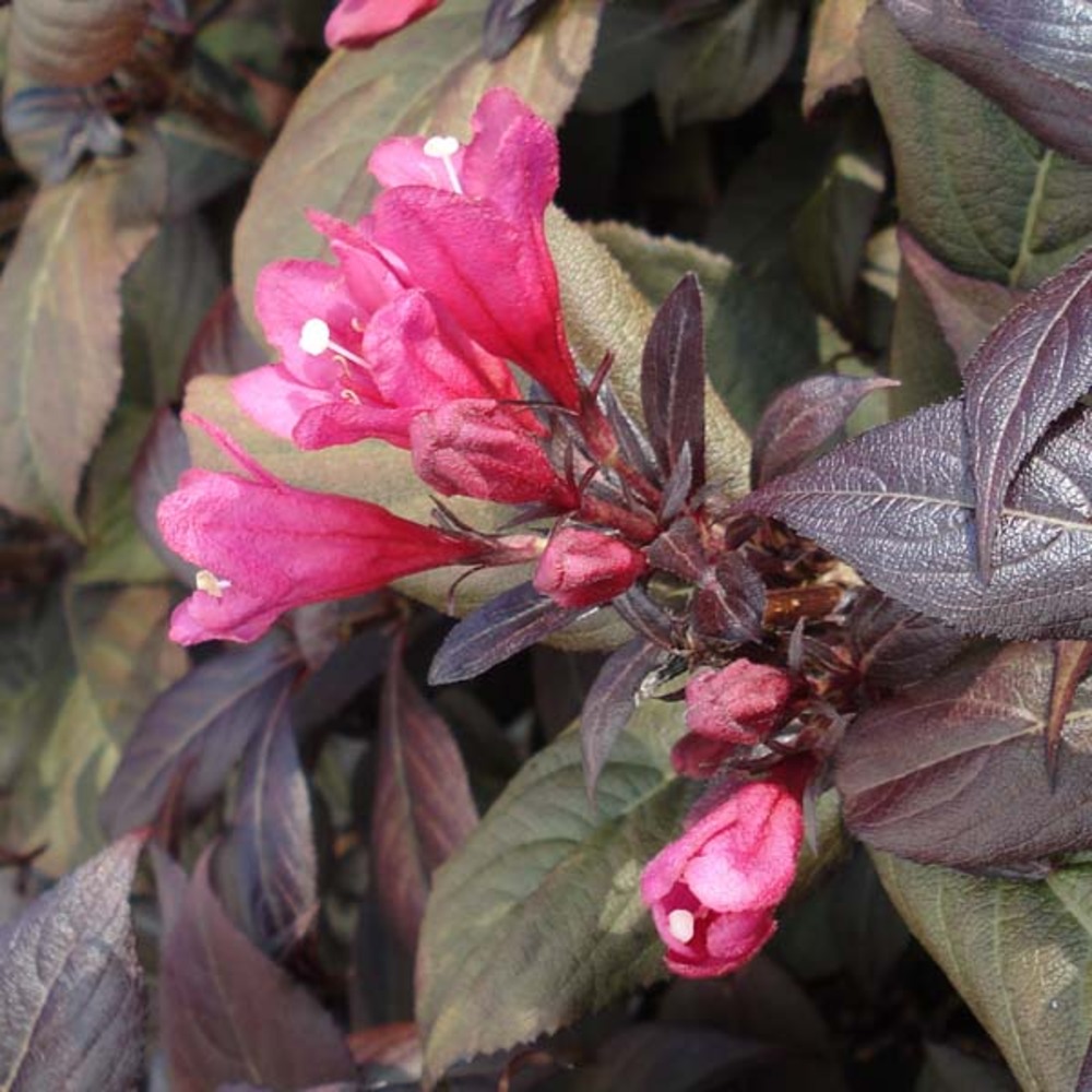 Weigela florida 'victoria' godet de 8/9 cm