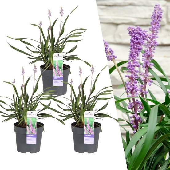 3 x liriope muscari 'ingwersen'
