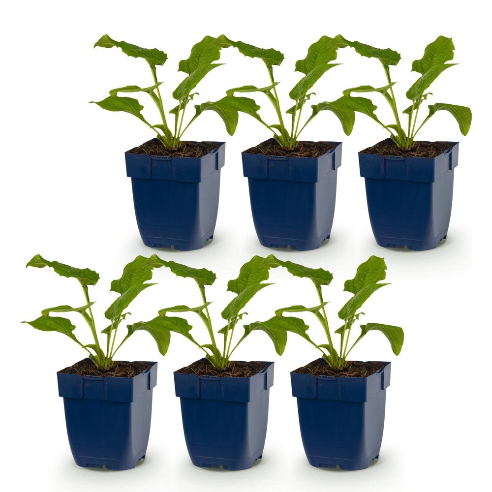 Échinacée 'magnus' - lot de 6 - pot 11 cm - hauteur 25 cm - plante d'extérieur