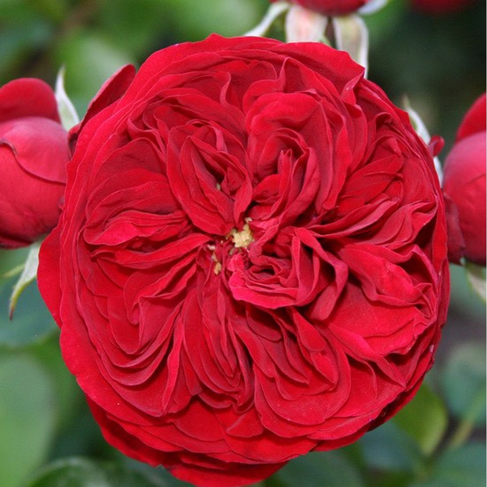 2 x kordes rose des fées - rosa 'rötkäppchen'®