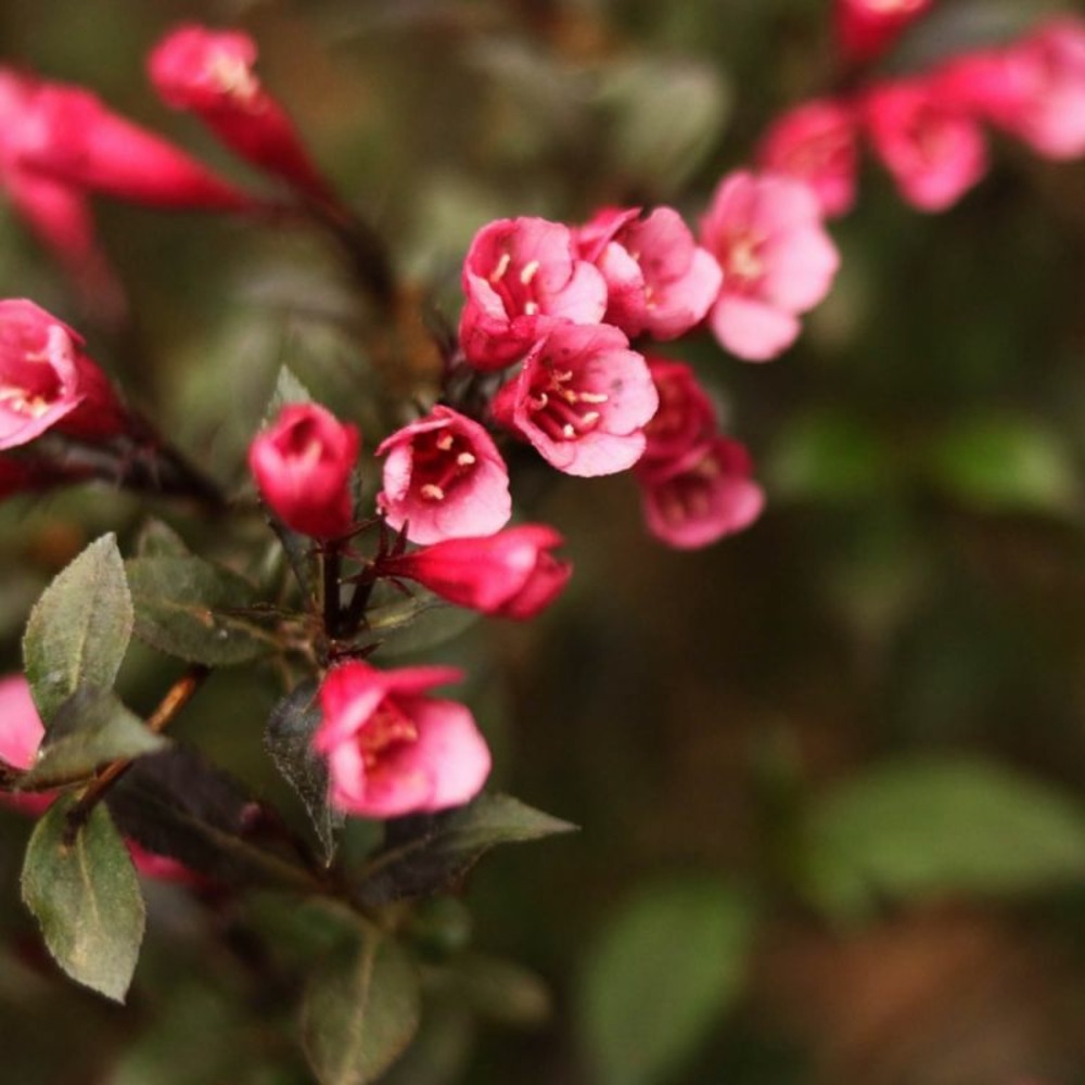 Weigela 'nana purpurea' (weigela florida 'nana purpurea')