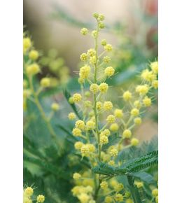 Mimosa d'hiver greffé le gaulois' - en pot de 4 litres