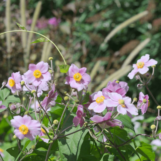 Anémone du japon bowles's pink lot de 3 godets