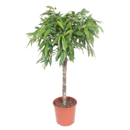 Ficus amstel king - plantes d'intérieur