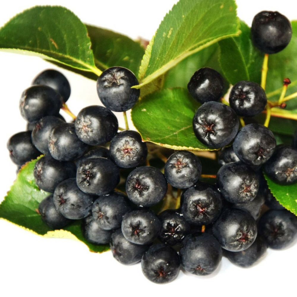 Aronie à feuilles d'arbousier brilliant, aronia pot de 3l - 20/40 cm