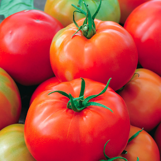 Plant de tomate ronde pyros f1 pot 0,5 l