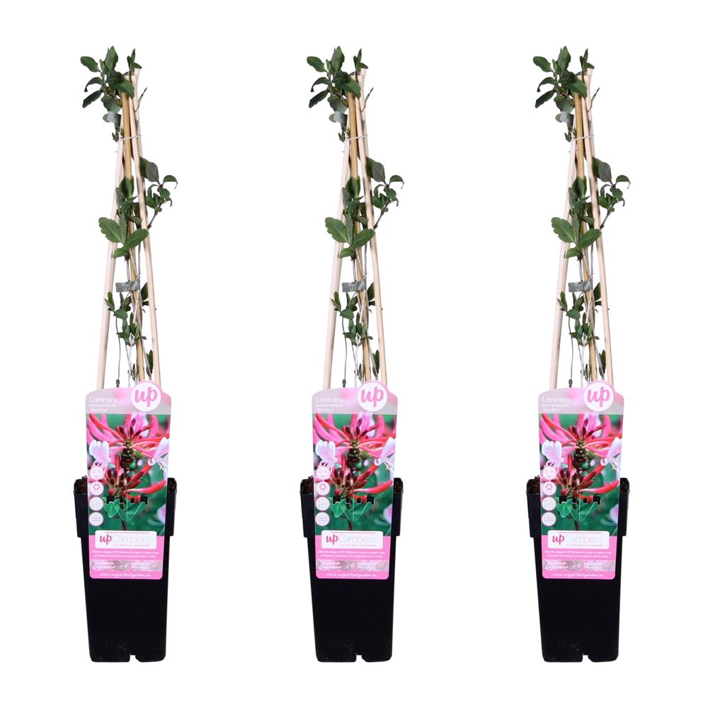 3x - lonicera periclymenum 'serotina' - h65 cm - ø15 cm - plante d'extérieur