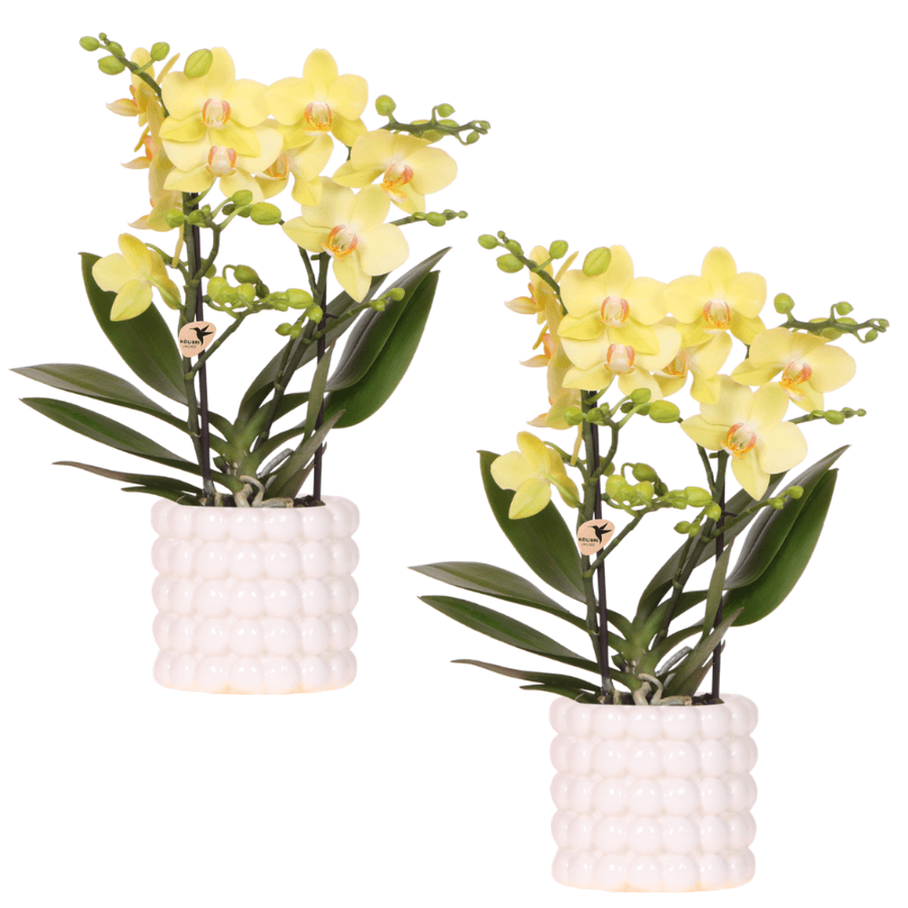 Orchidée phalaenopsis 'albenga' jaune (phalaenopsis) - set de 2 orchidées + cache-pots céramique - pot de 9cm - plantes d'intérieur