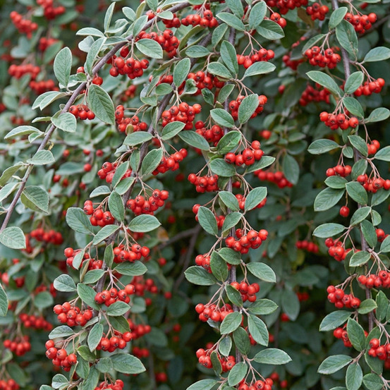 COTONEASTER LAITEUX GF H20A40-(766506)