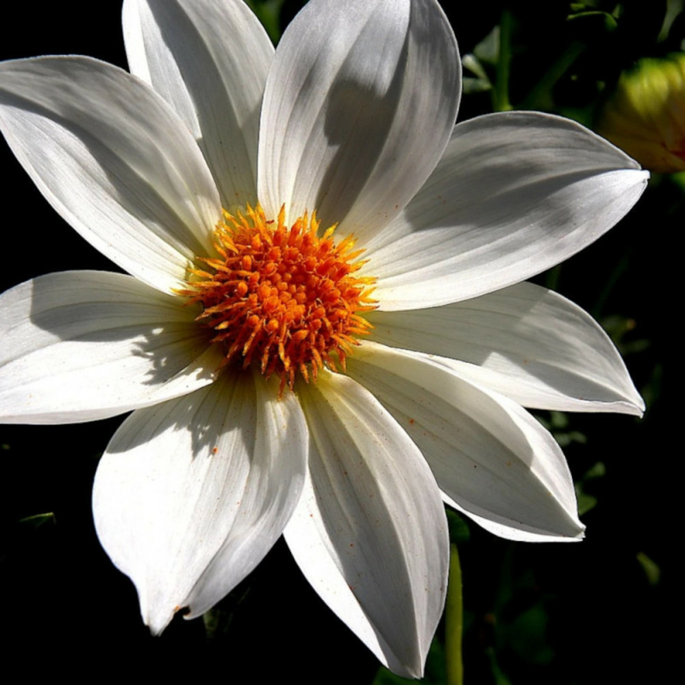 Bulbe de dahlia nain simple innocence sachet de 1 bulbe