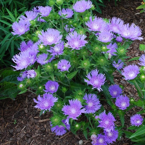 Stokesia laevis 'blue star' godet de 8/9 cm