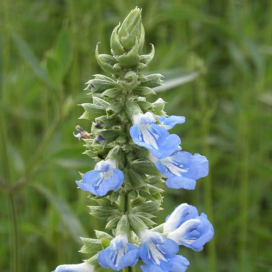 Sauge des marais pot de 7,5l - 40/60 cm