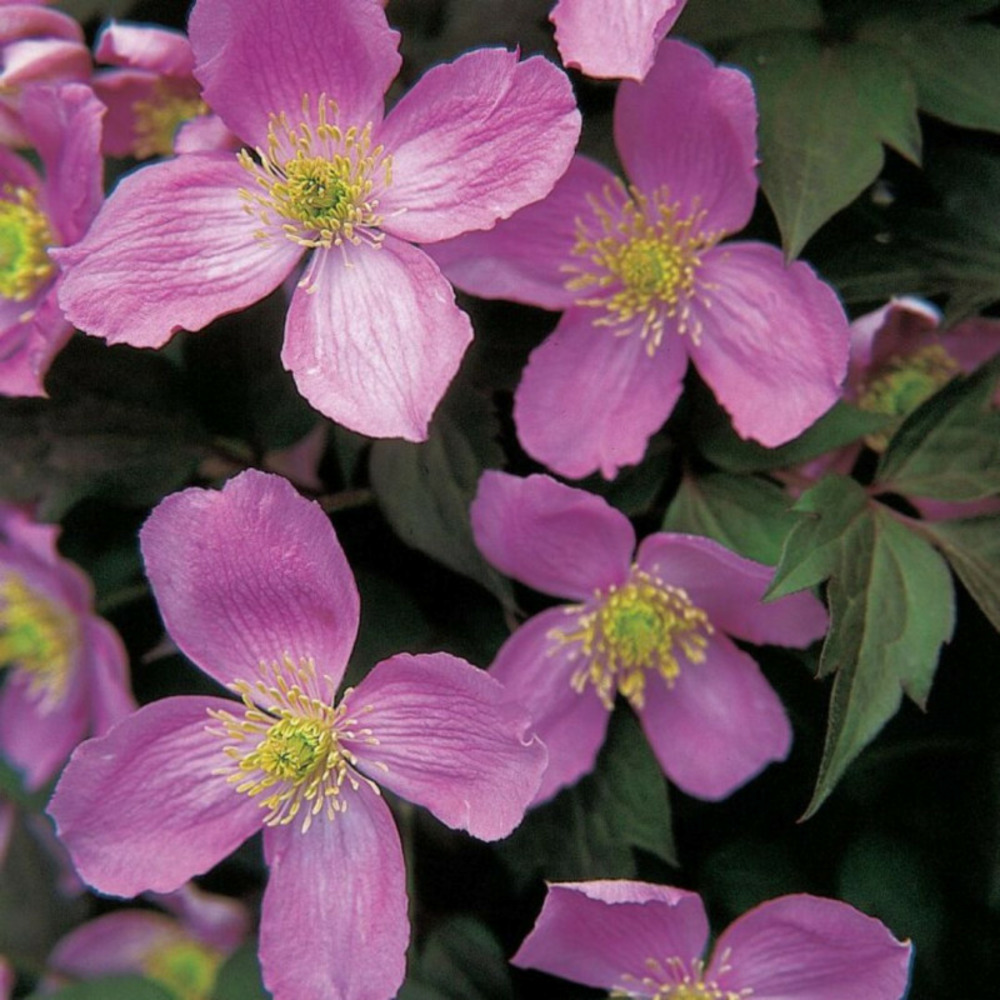 Clematite - clematis tetrarose 70cm