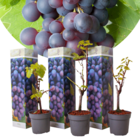 Plants de raisin - set de 3 - vitis vinifera - raisin bleu - rustique - pot 9cm - hauteur 25-40cm