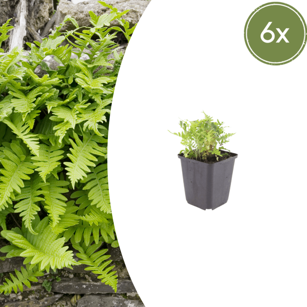 Lot de 6 - polypode fougère (polypodium vulgare) 'vulgare'