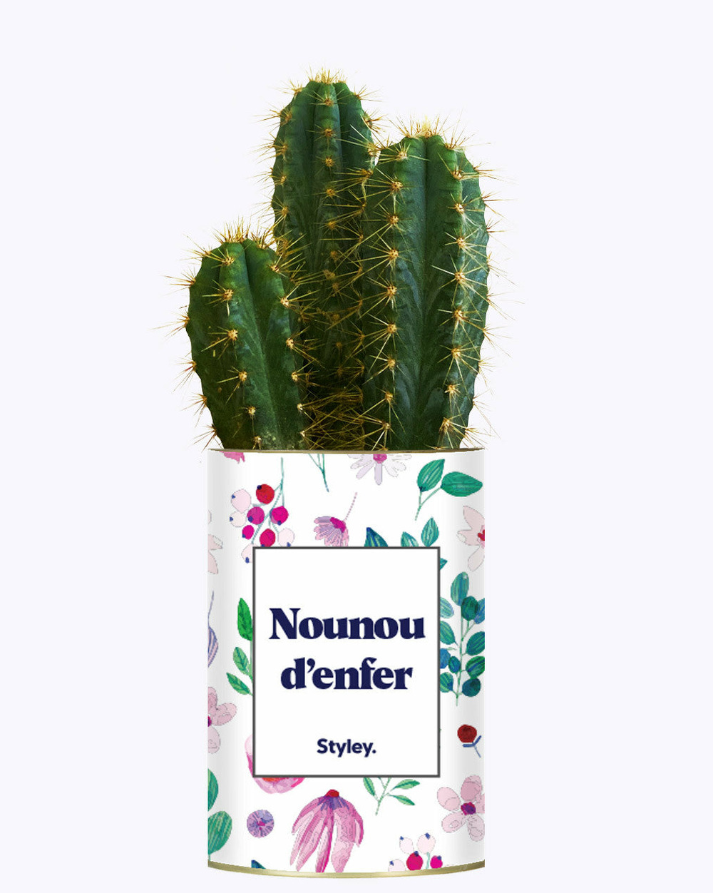 Plante facile à entretenir - nounou d'enfer - cactus