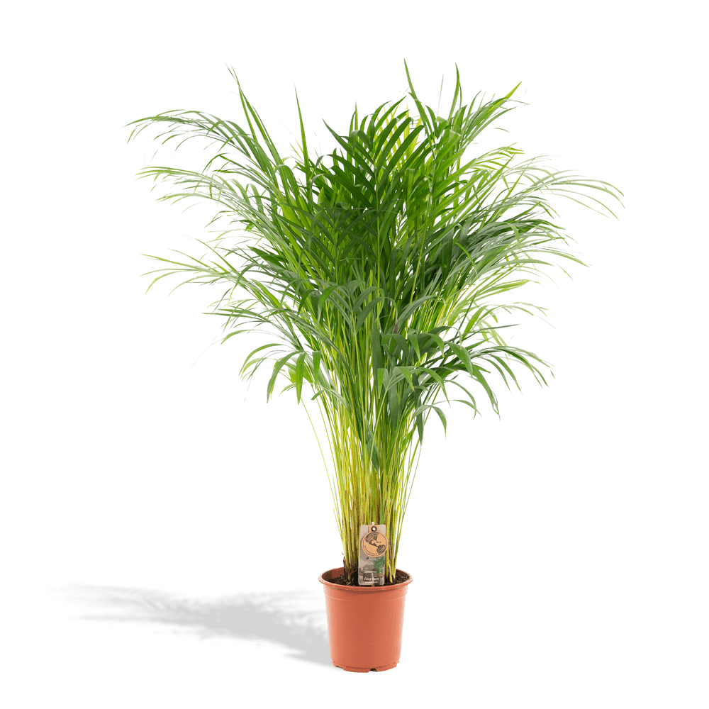 Palmier areca - ø21cm - ↕100cm - plantes d'intérieur