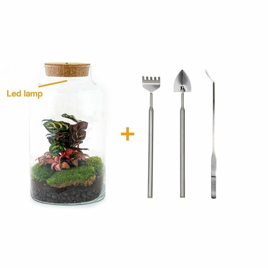Kit terrarium diy - mila avec led calathea + fittonia - rateau + pelle + pince