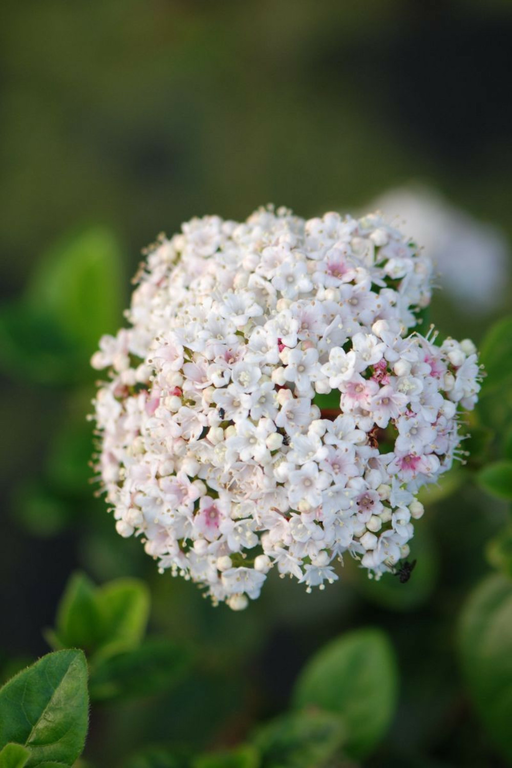Laurier tin 'lisa rose' ? - en pot de 3 litres