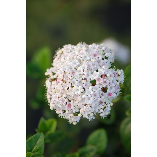 Laurier tin 'lisa rose' ? - en pot de 3 litres