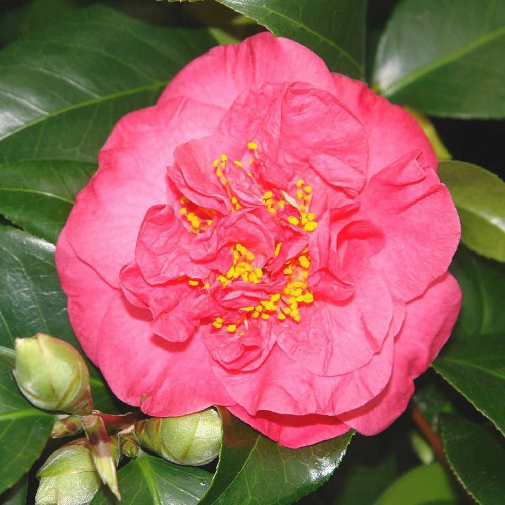 Camellia 'blood of china' : 2 litres  (rouge saumoné)
