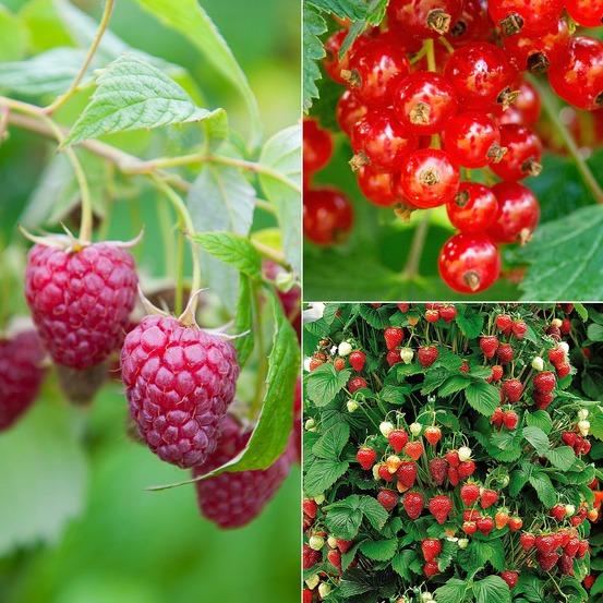 Collection de 9 fruitiers à fruits rouges - le paquet de 9 racines nues