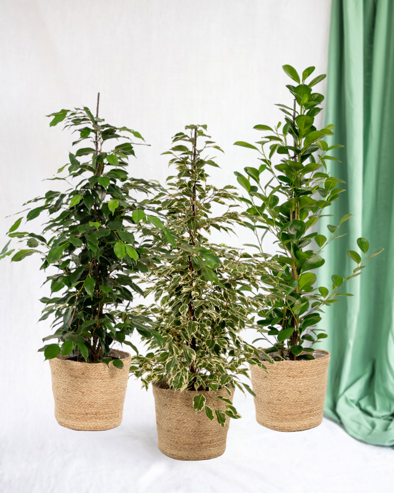 Plante d'intérieur - trio de grands ficus avec panier naturel - benjamina danielle - benjamina twilight - microcarpa moclame 95cm
