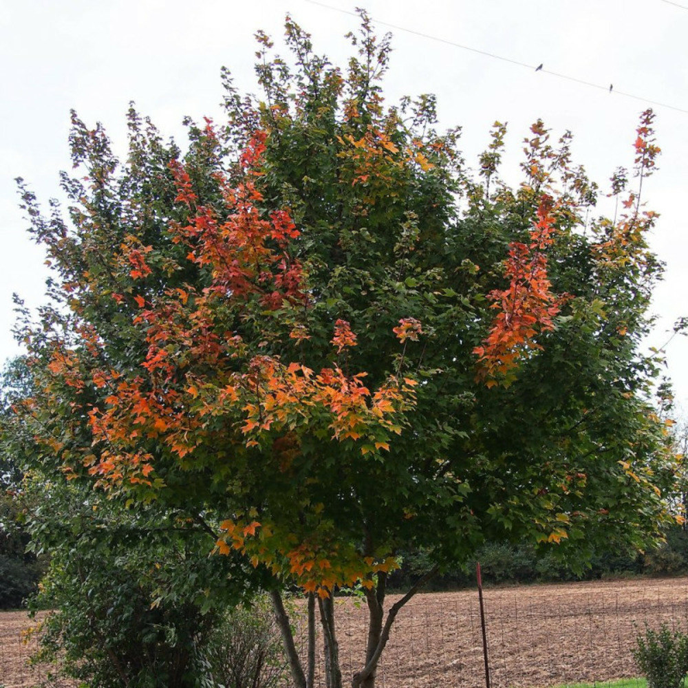 Érable rouge pot de 7,5l - 80/100 cm