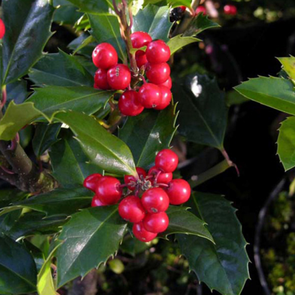 2 x houx 'heckenfee'® - ilex meserveae 'heckenfee' - 40-60 cm pot