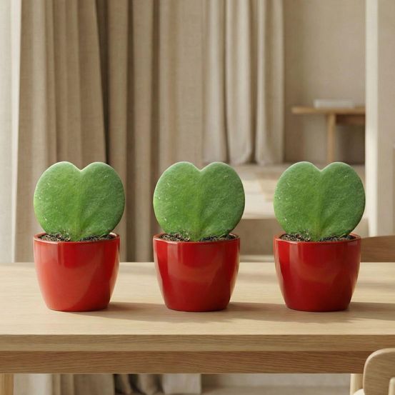 Lot de 3 - sweetheart plant set (hoya kerrii) - pot & plant - rouge - ø6 cm
