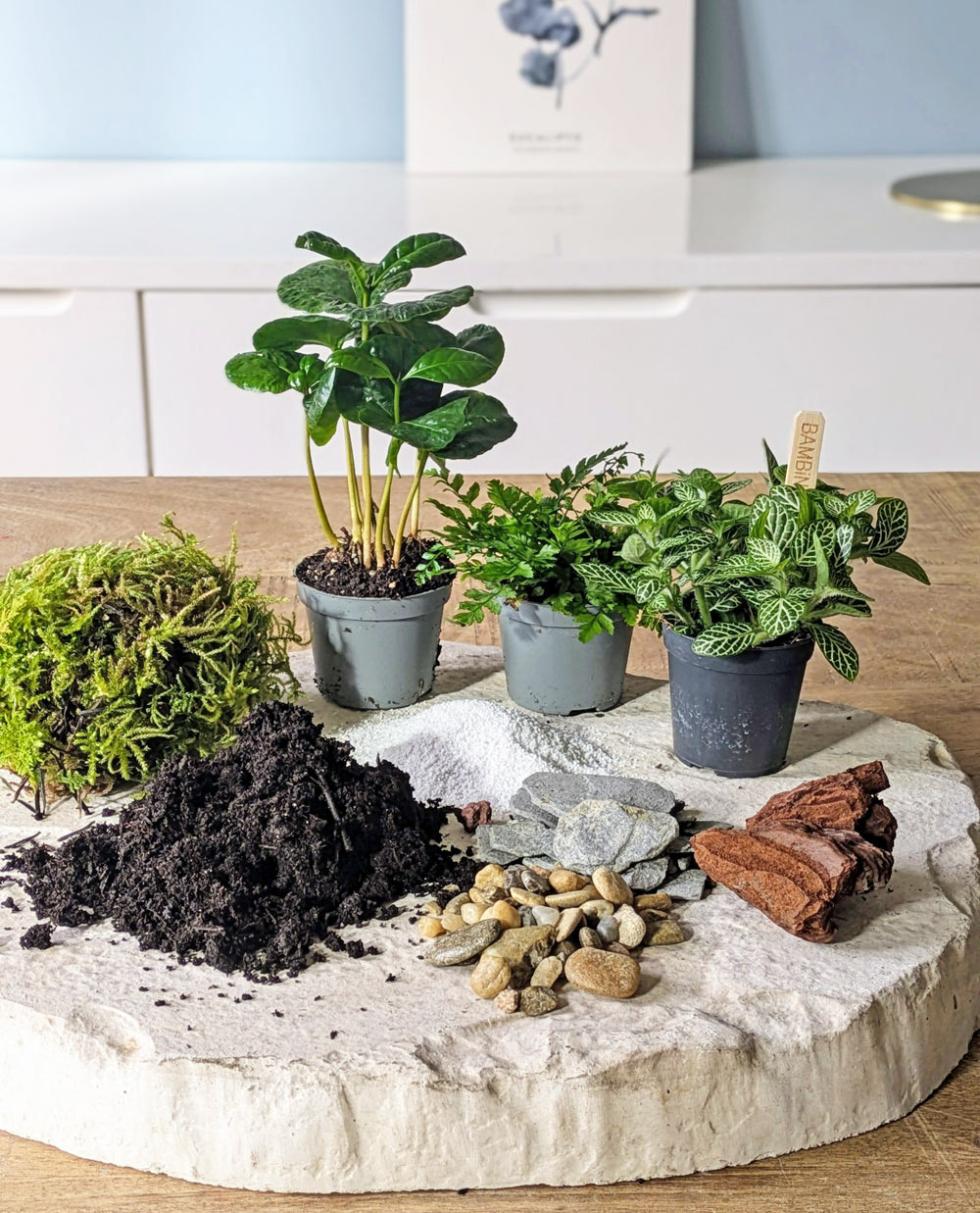 Kit recharge pour terrarium 3 plantes fittonia vert + caféier + fougère