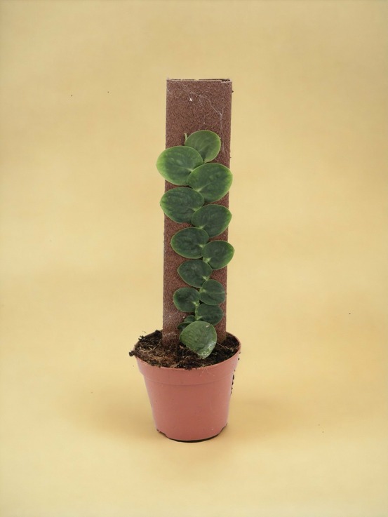 Rhaphidophora celatocaulis