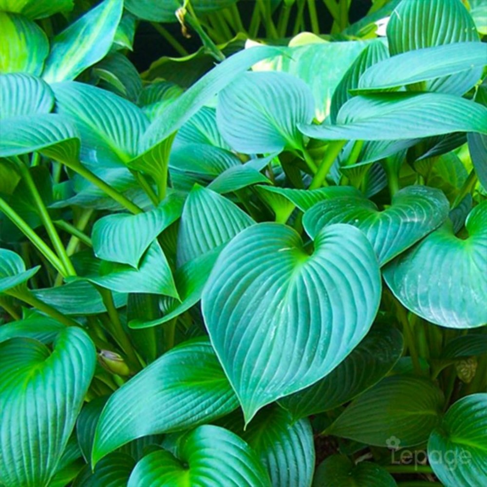 2 Hostas 'Devon Green' (Hosta 'Devon Green…