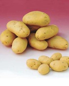 Pomme de terre caesar (1,5 kg), le sachet / 1500g / ø 28-35mm