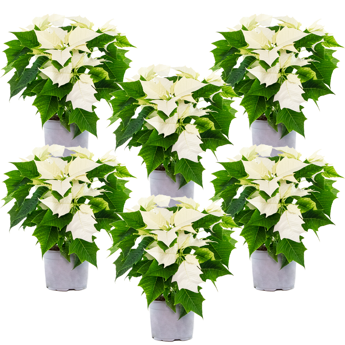 Fleurs de noël - poinsettia - plante d'appartement - blanche - par 6 pièces - ⌀10,5 cm - ↕ 35 cm