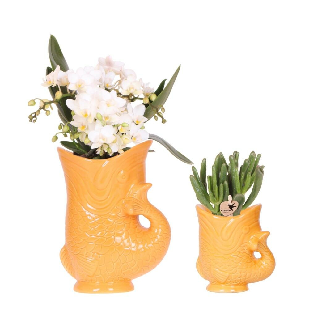 Kolibri orchids set d'orchidées nazaréennes blanches et de succulentes dans un pot à poisson orange décoratif