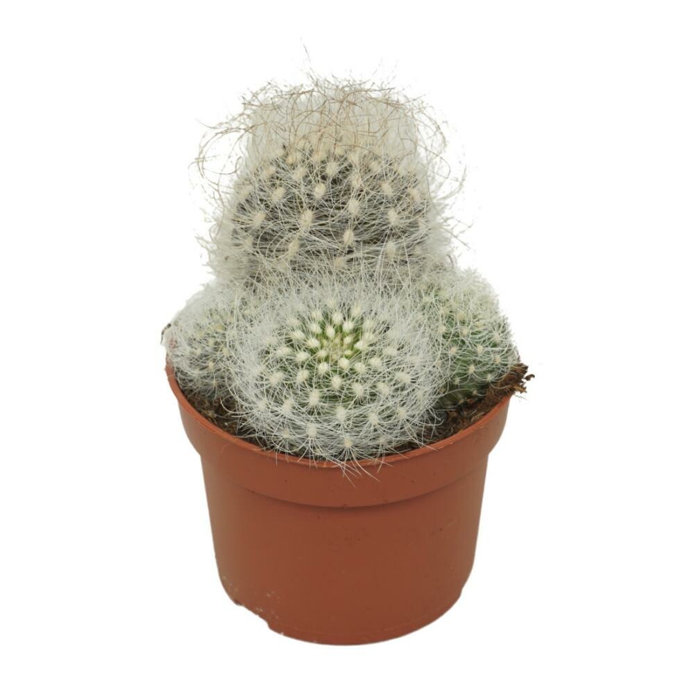 Vieil homme cactus neoporteria nidus senilis cactus à entretien facile 10,5cm pot