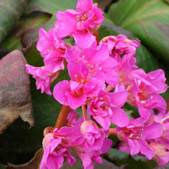 6 x bergenia 'abendglut' - bergenia 'abendglut' - godet 9cm x 9cm