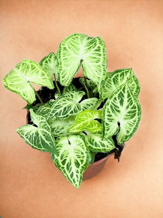 Syngonium batik