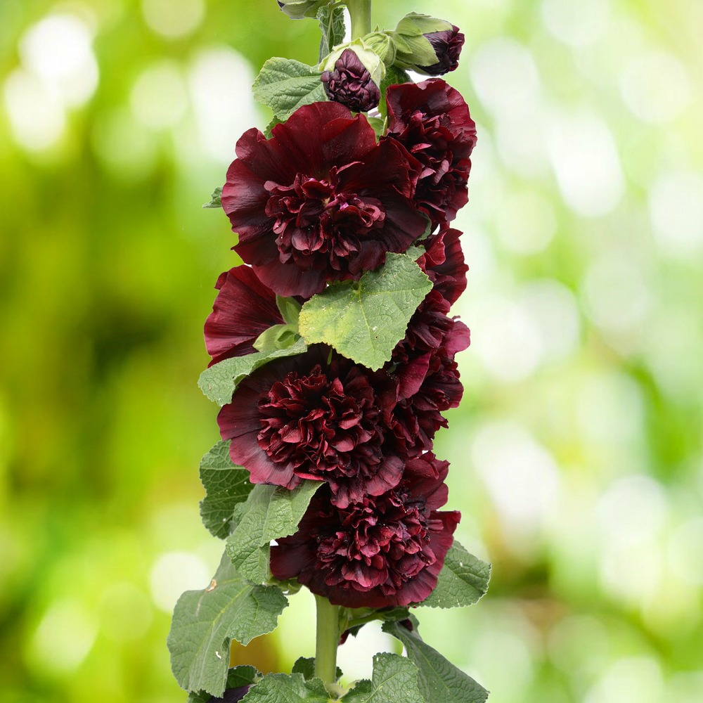 Rose trémière chater's double purple - le pot / ø 9cm